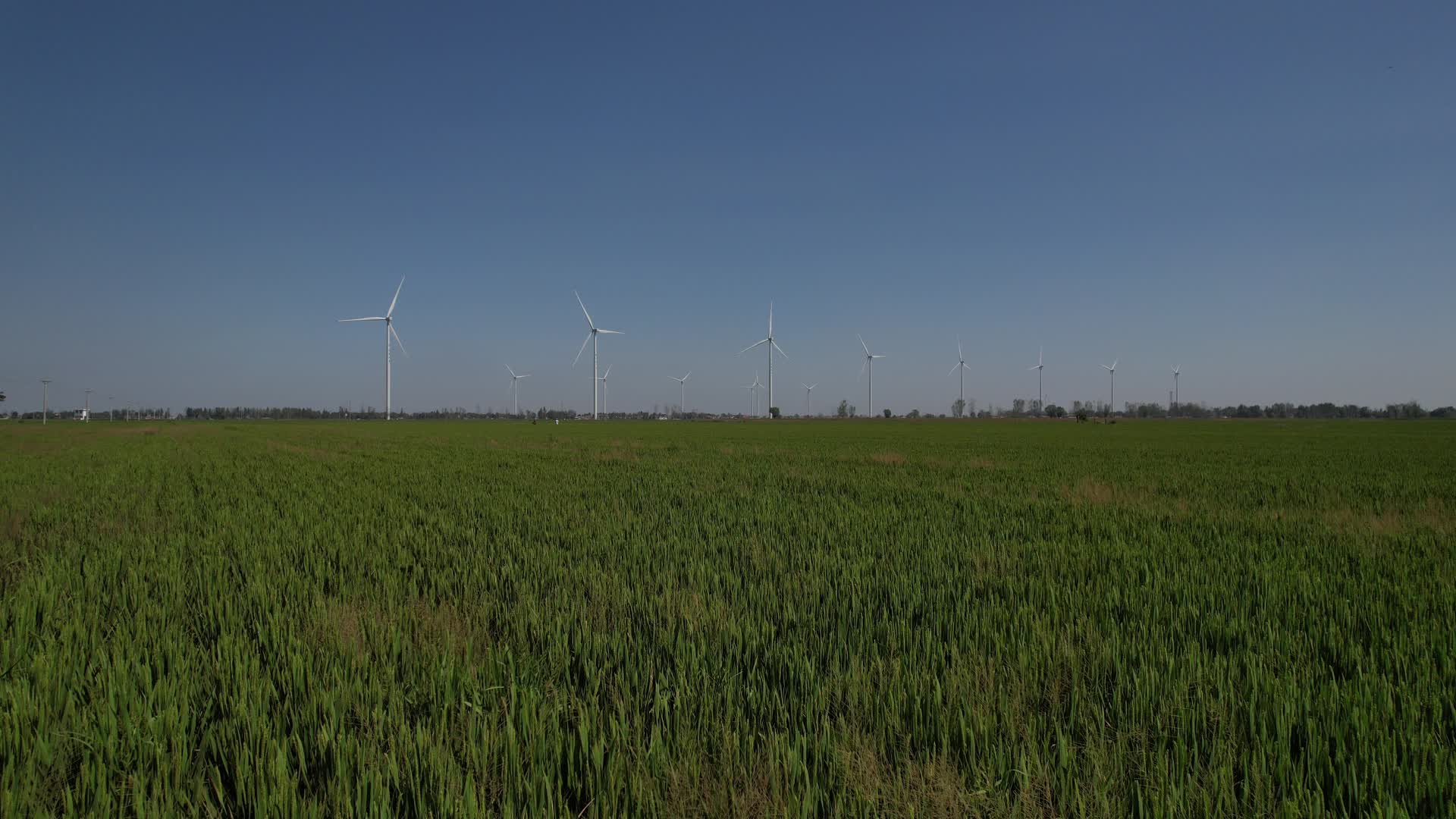 航拍水稻田里的风车视频的预览图