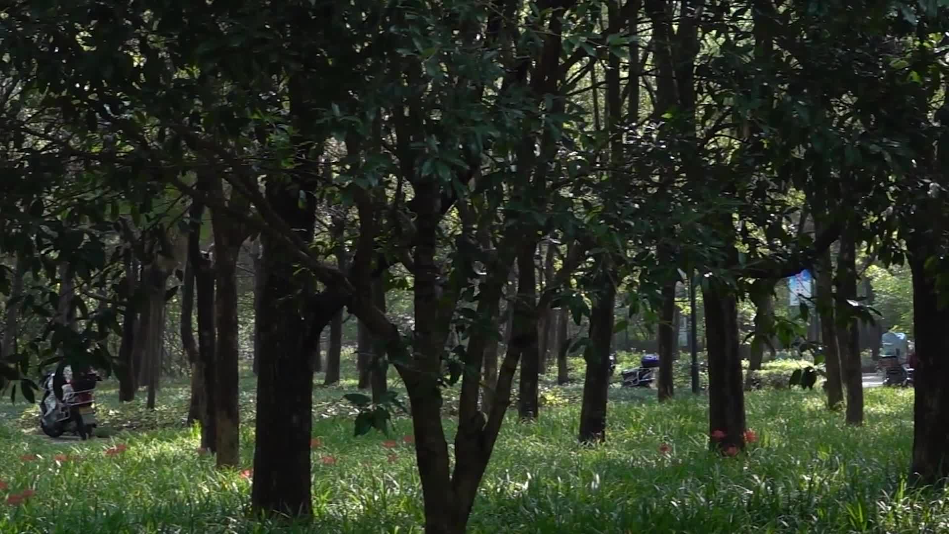 曼珠沙华公园植物夏日清新景色绿色视频的预览图