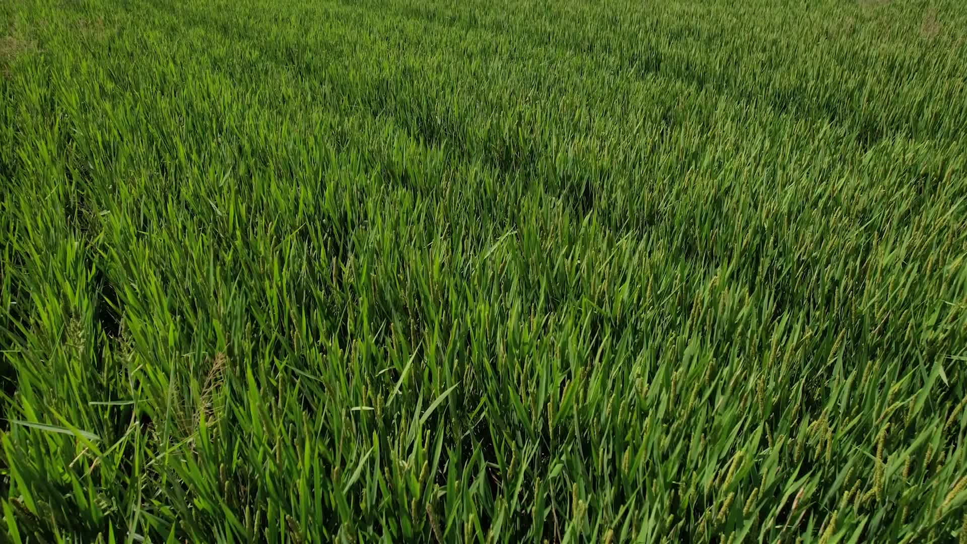 航拍水稻种植视频的预览图