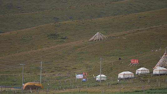 甘肃山区羊群牛群雪山草原牦牛群蒙古包视频的预览图