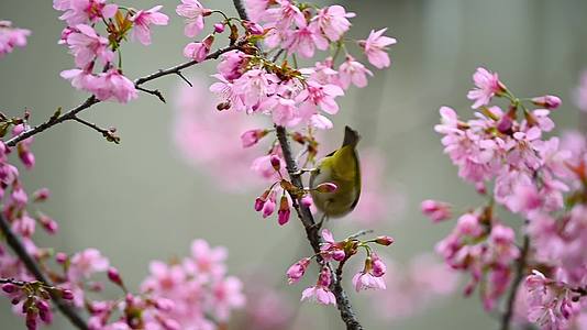 高清拍摄立春的樱花和小鸟视频的预览图