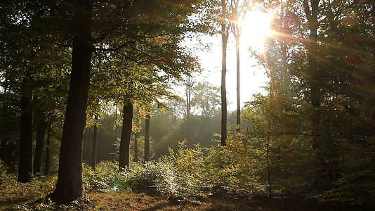 森林晨雾树林唯美天然氧吧视频的预览图