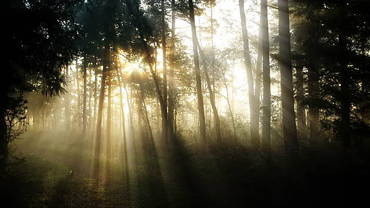 阳光穿过树林形成唯美光线视频的预览图