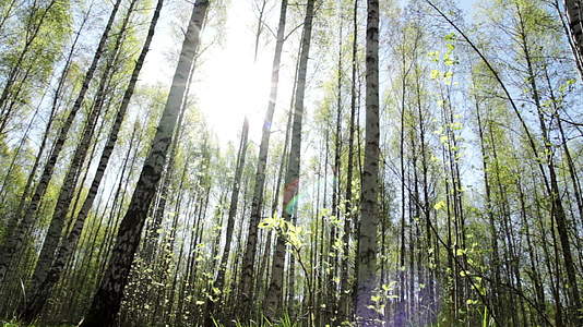 午后阳光穿过树林视频的预览图