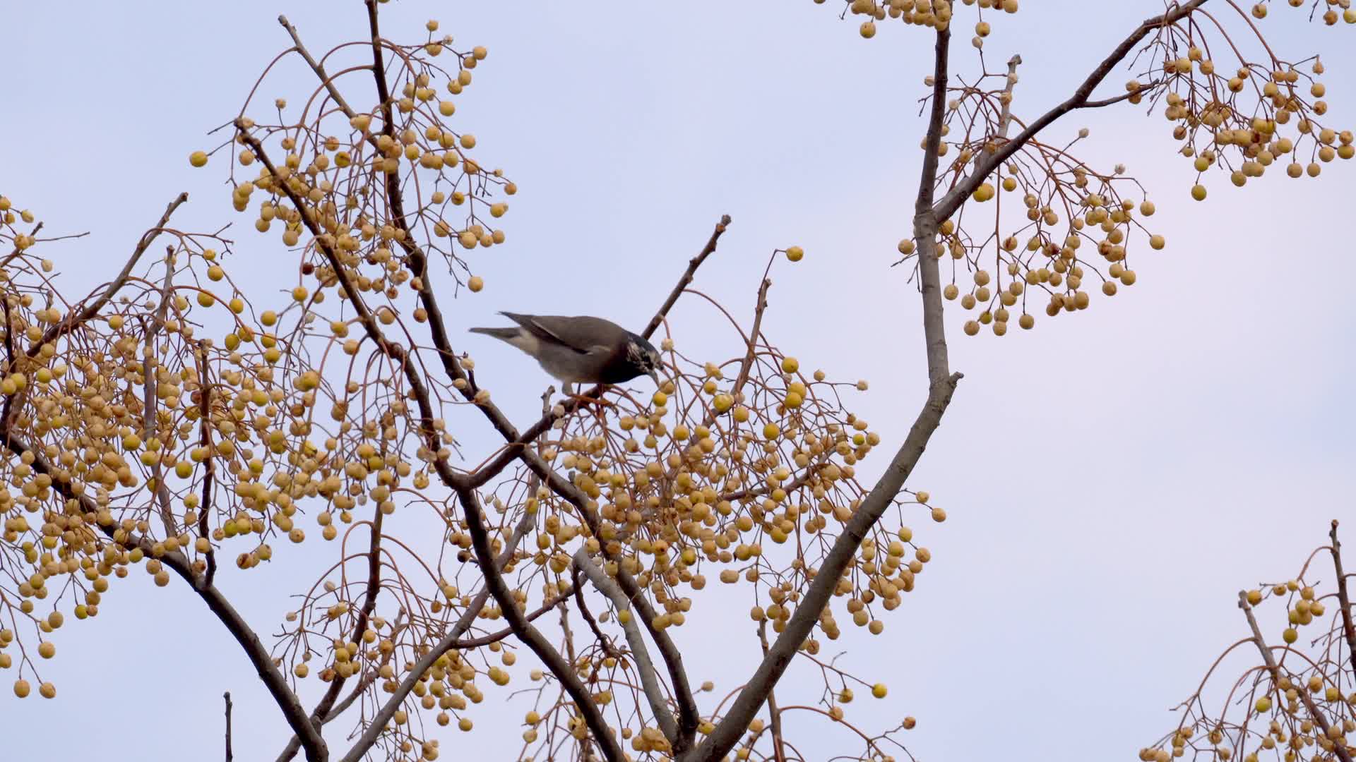 吃楝树果的灰椋鸟视频的预览图