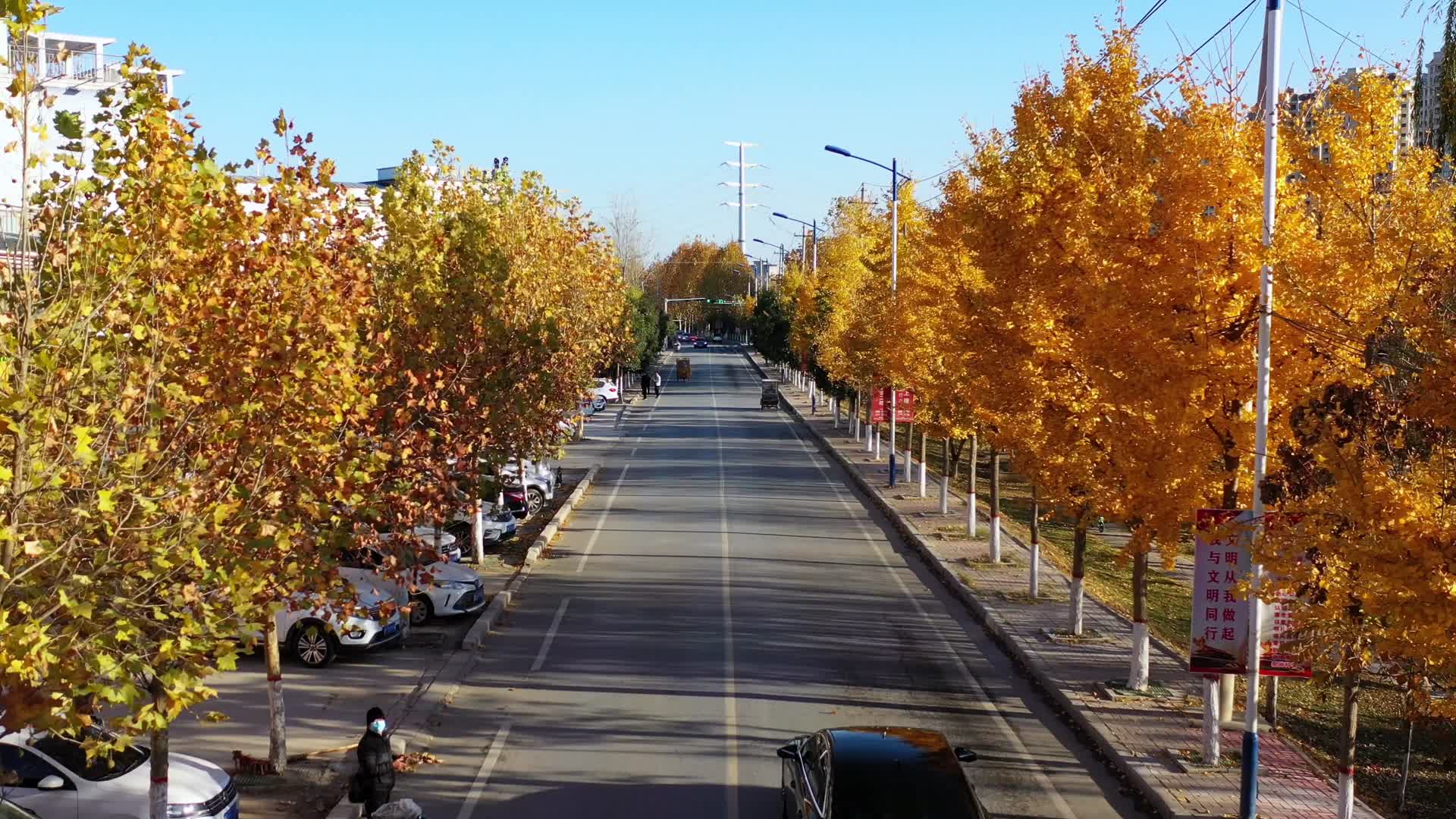 秋天美丽的银杏树视频的预览图