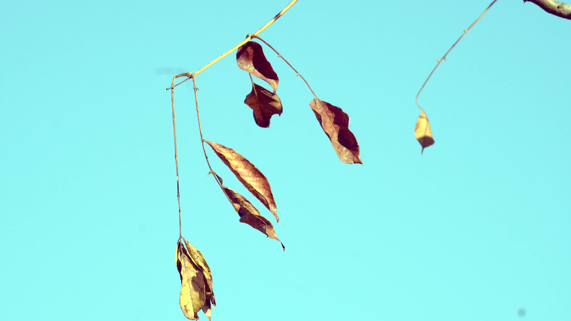 秋天色彩斑斓的树叶视频的预览图