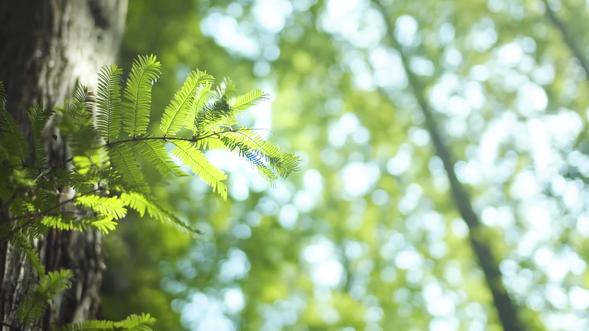 夏日唯美公园户外野外踏青植物绿色视频的预览图