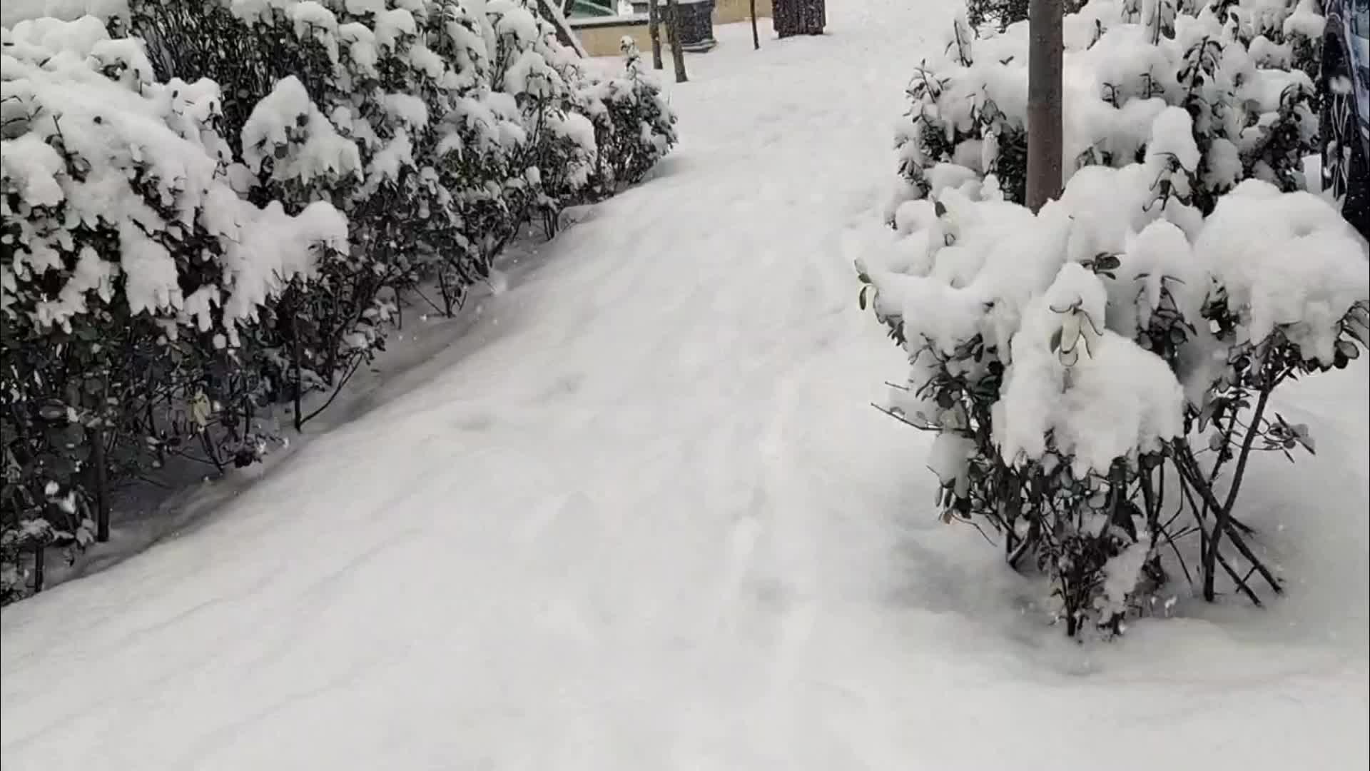 住宅小区下雪冰天雪地少女与小狗视频的预览图