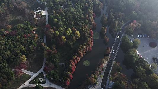 4K实拍秋天的南京明孝陵国家AAAAA级旅游视频的预览图