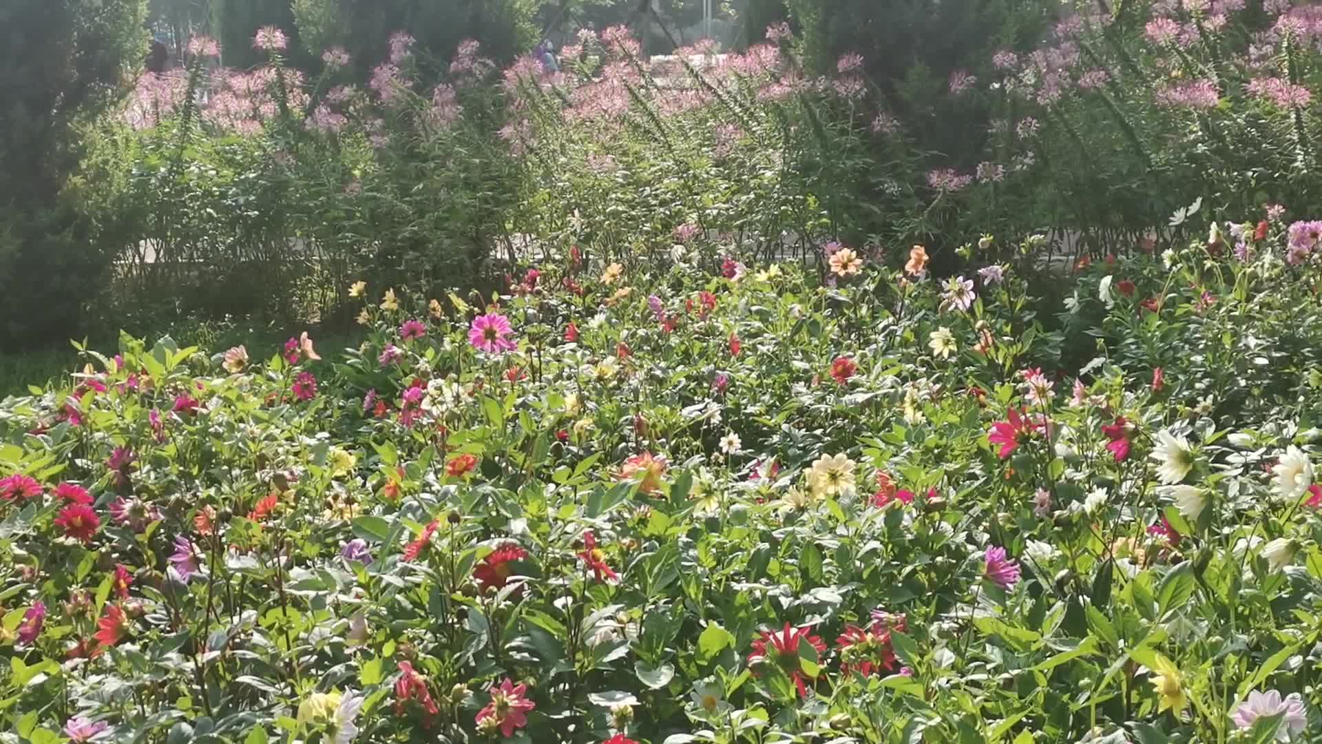春天公园里的花花草草视频的预览图
