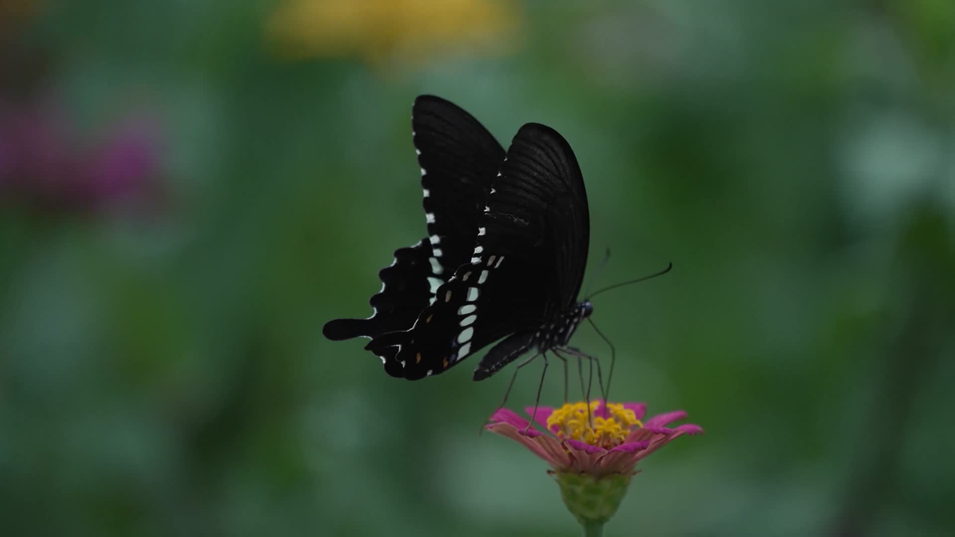 花丛里飞舞的黑蝴蝶视频的预览图