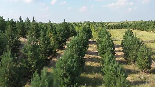 科尔沁沙地植树造林视频的预览图
