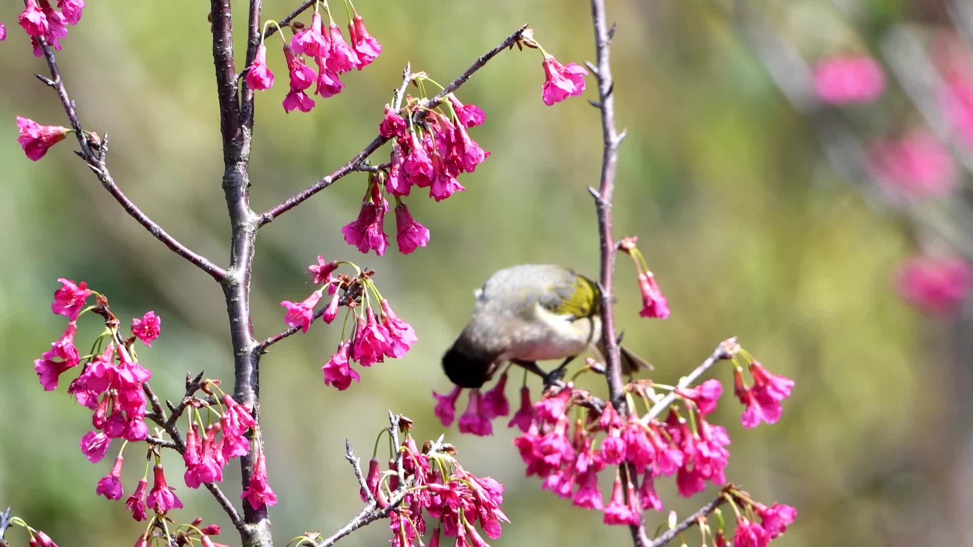 吃樱花花蜜的小鸟鸟语花香太美了视频的预览图