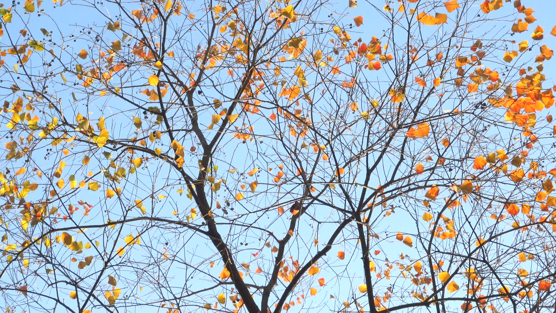 秋天红色枫叶视频的预览图