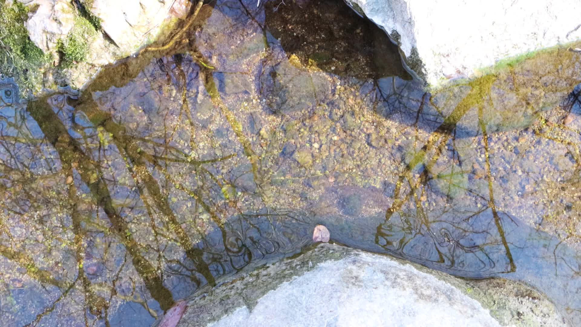 清澈见底的农村小溪视频的预览图