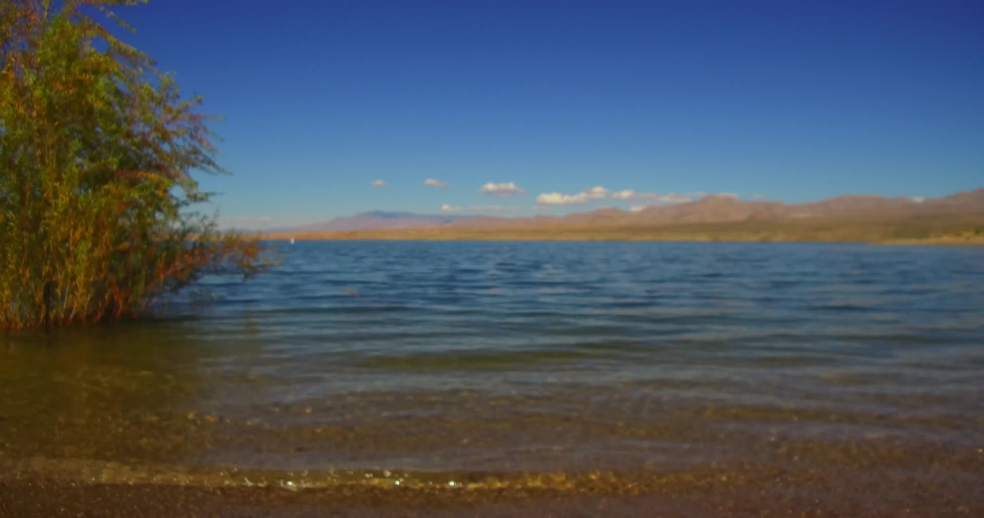 美国亚利桑那州沙漠中的绿洲实拍4K视频的预览图