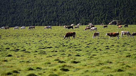 高山草原牛儿吃草视频的预览图