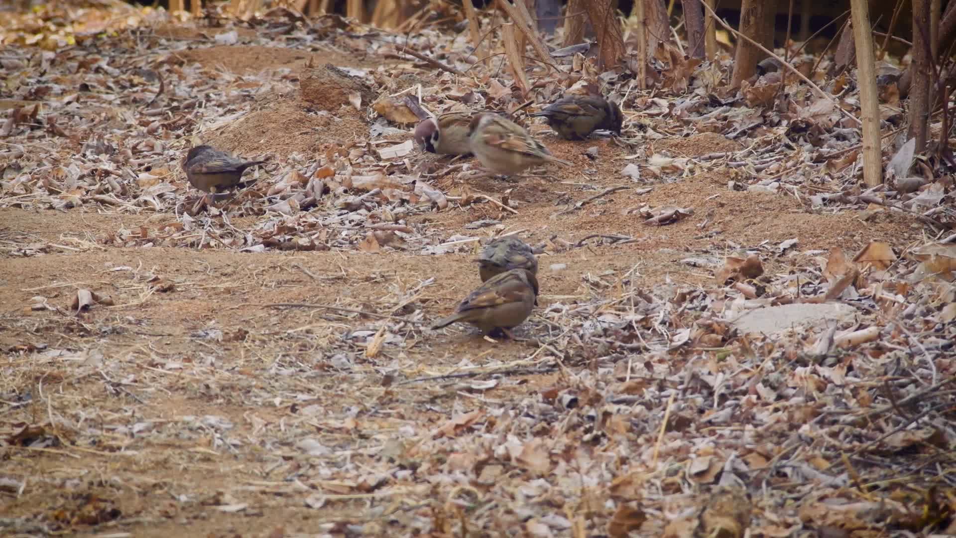 冬天的小麻雀冬日觅食小鸟灰雀视频的预览图