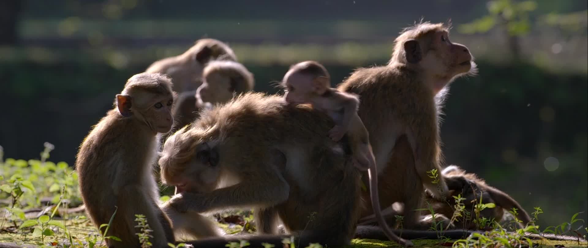 特写猴子挠痒晒太阳睡觉宣传片专题片素材视频的预览图