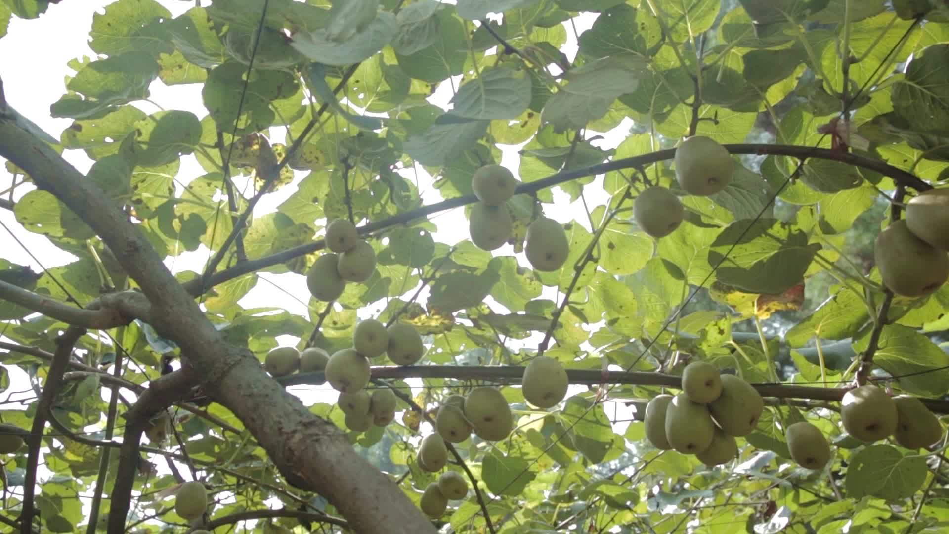 阳光下树上满满的猕猴桃健康营养水果视频视频的预览图