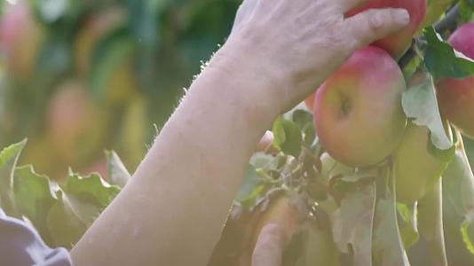 现代化农业苹果采摘农业经济发展视频视频的预览图