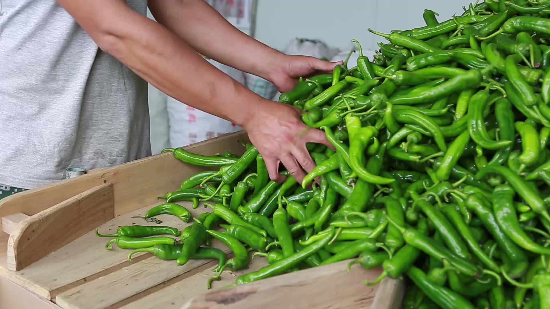 新鲜辣椒农产品蔬菜农村经济作物实拍视频视频的预览图