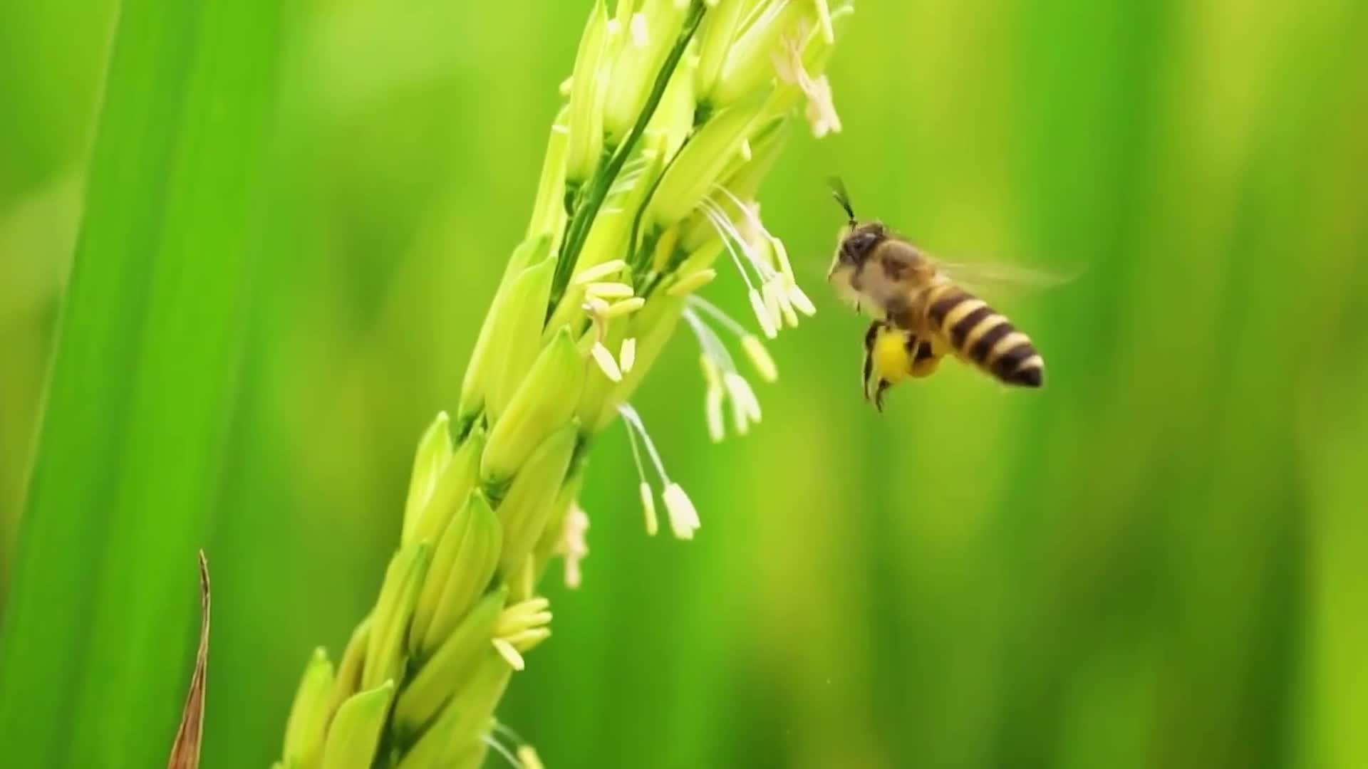实拍蜜蜂猜谜娇艳欲滴玫瑰花化妆品宣传视频视频的预览图
