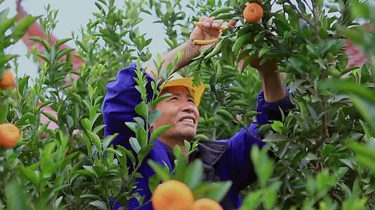 实拍柑橘果农特色农业蔬果宣传视频视频的预览图
