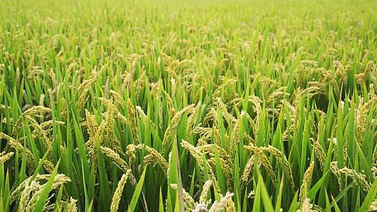 实拍水稻基地水稻病害农业农田视频视频的预览图
