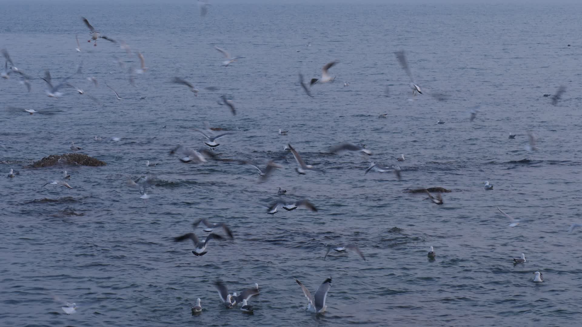 海边海鸥视频的预览图