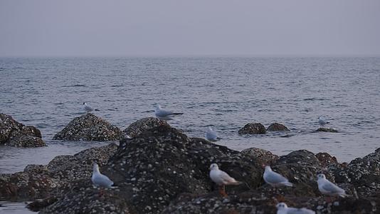 海边海鸥开会4K视频的预览图