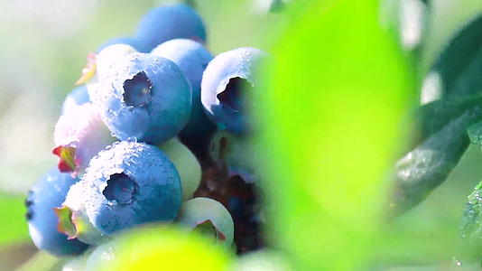 蓝莓采摘精品水果实拍视频视频的预览图