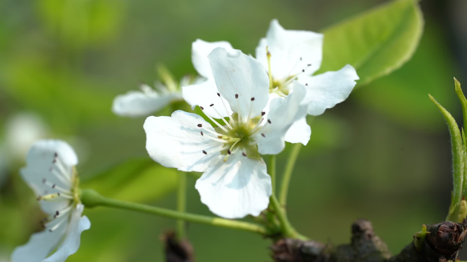 春季春色梨花种植业农村基地视频的预览图