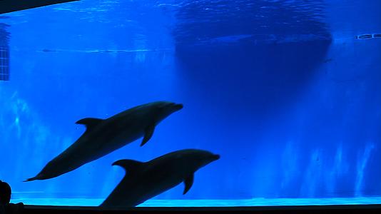 海豚游动高清实拍视频的预览图