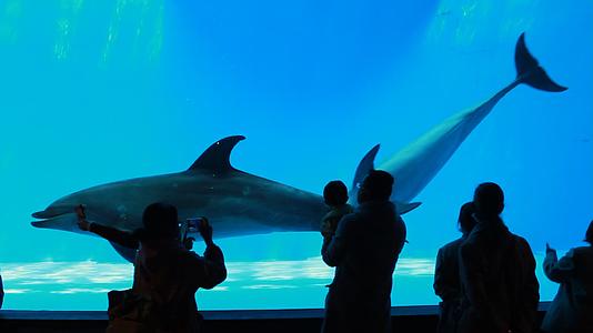 高清海洋馆海豚游动实拍视频的预览图