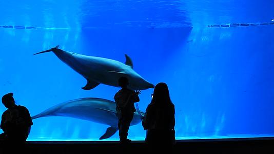 海洋馆海豚游动实拍视频的预览图