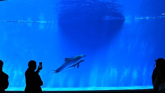 海洋馆海豚游动高清实拍视频的预览图