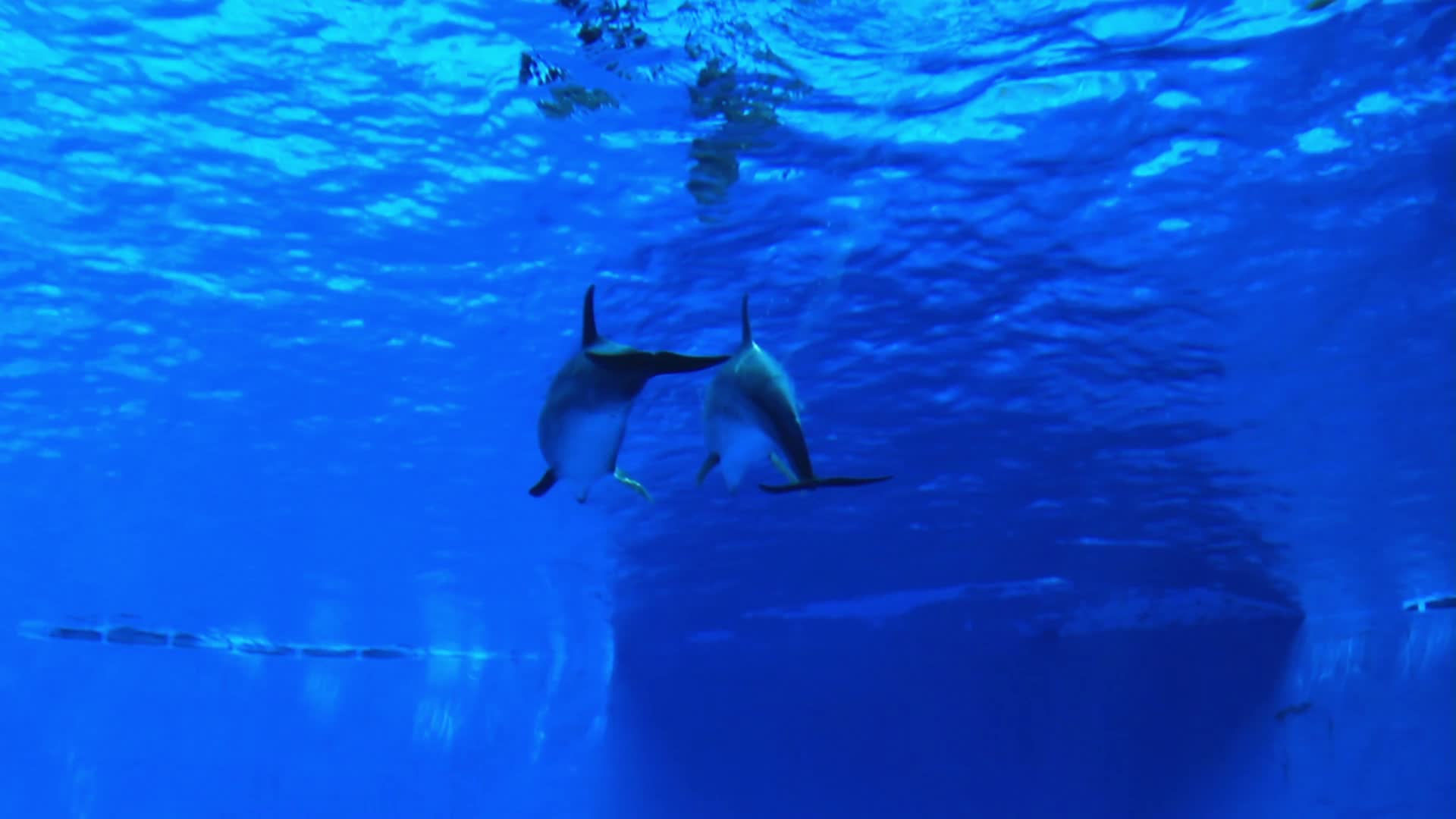海洋馆海豚游动高清实拍视频的预览图