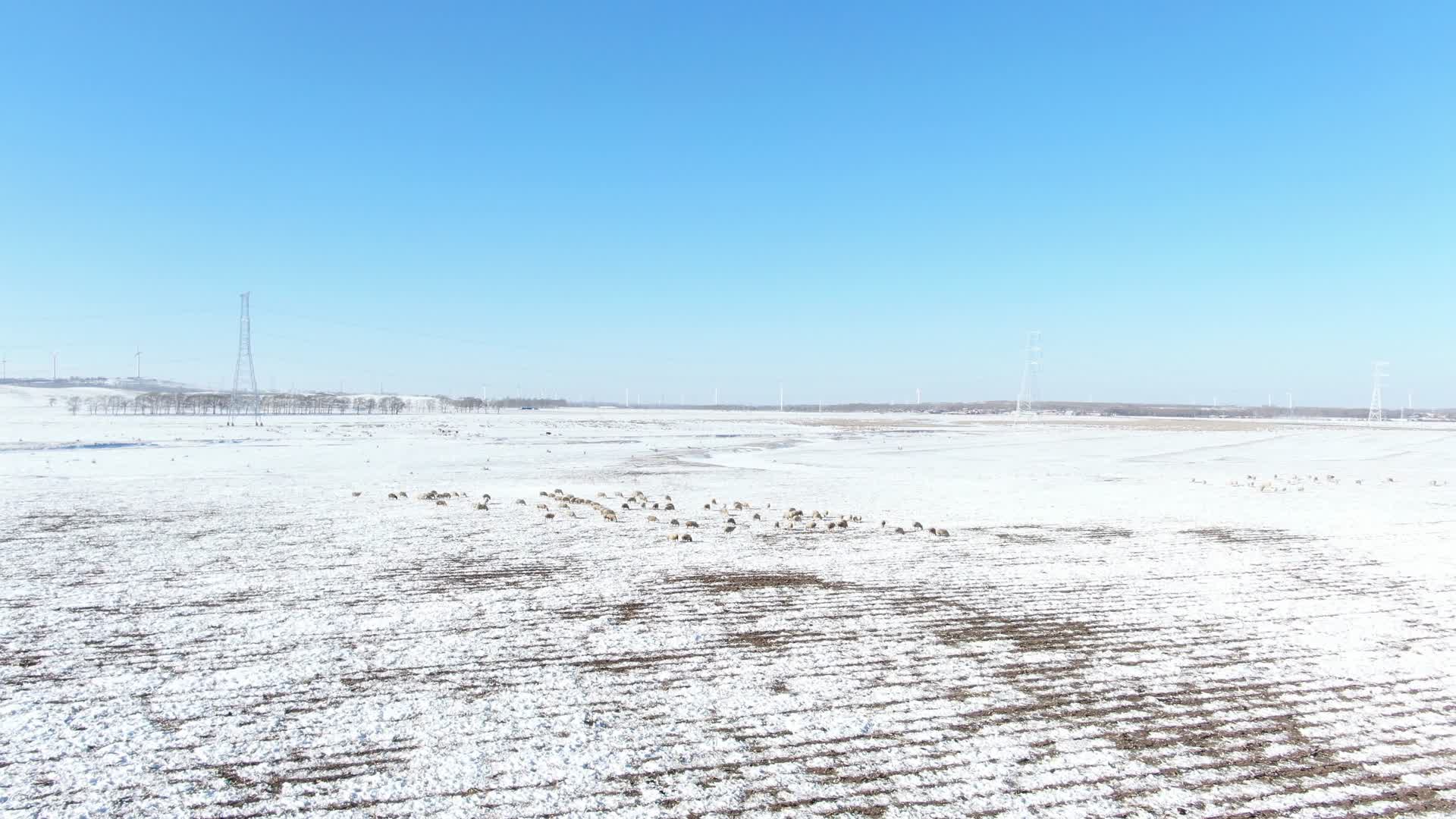 风力发电厂雪地羊群航拍4K视频的预览图