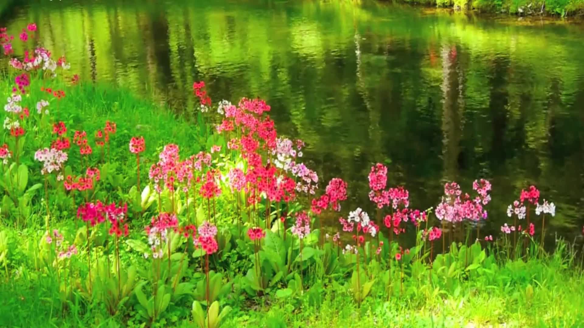 油画风格绿色的森林视频的预览图
