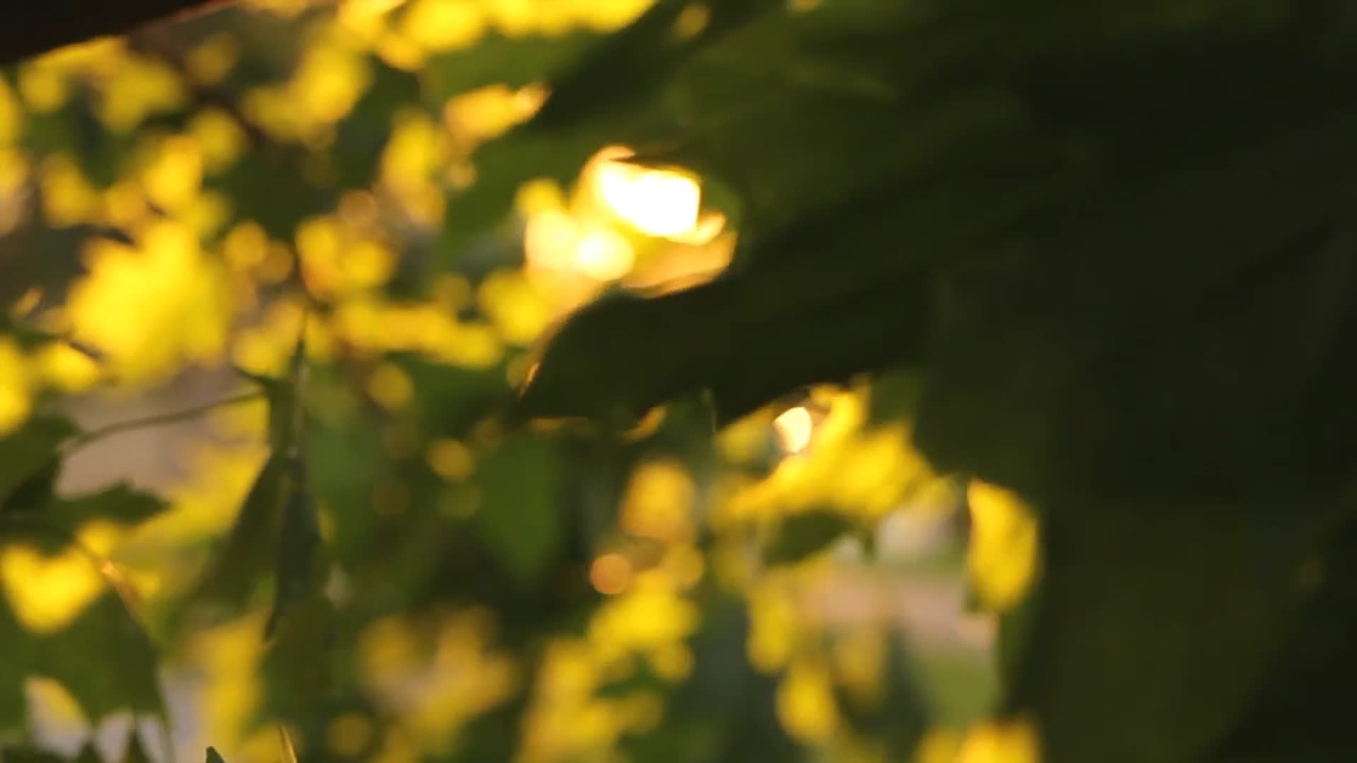 YM4366阳光透过枫叶视频的预览图
