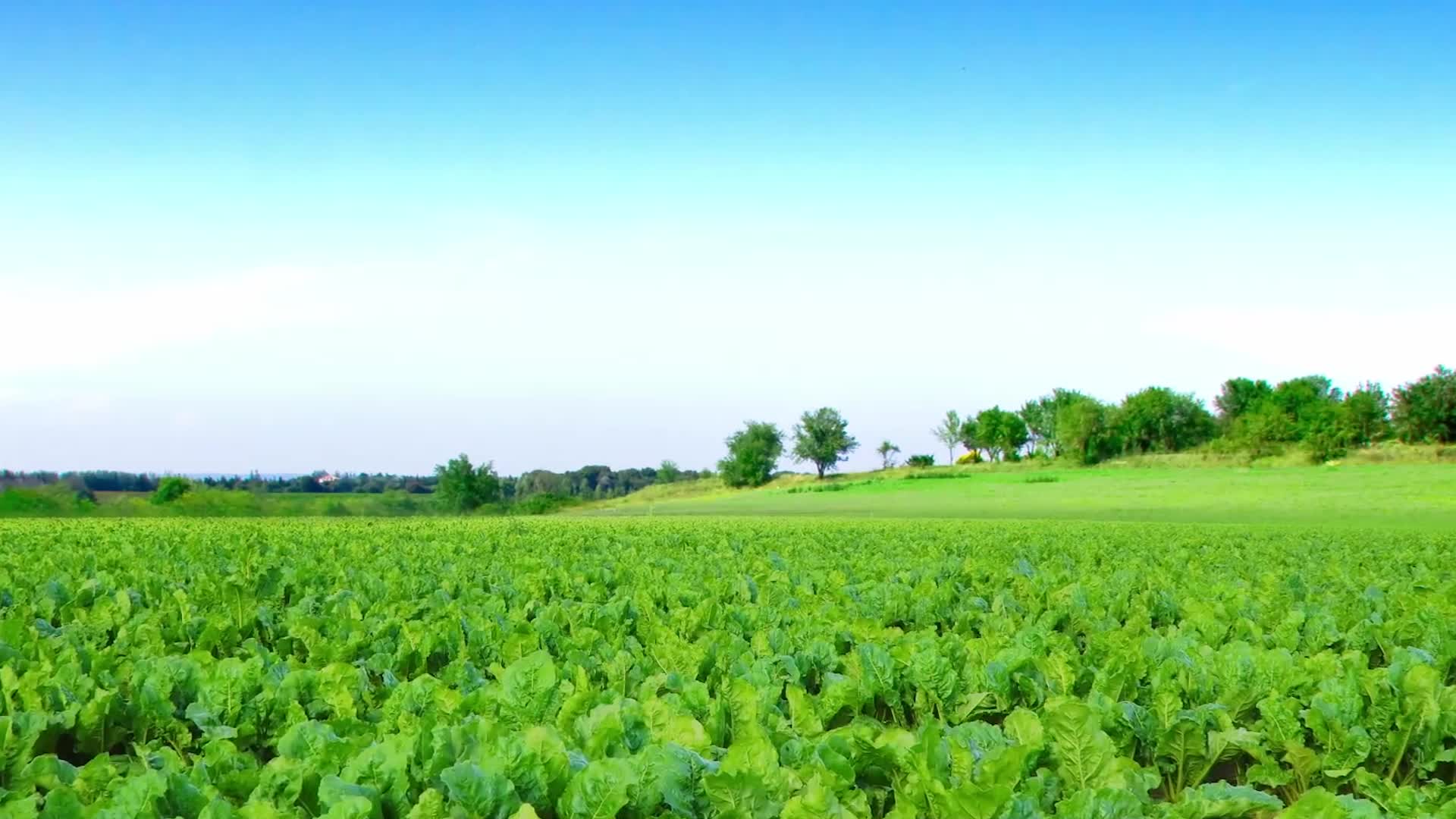 果园农产品蔬果生长动画视频视频的预览图