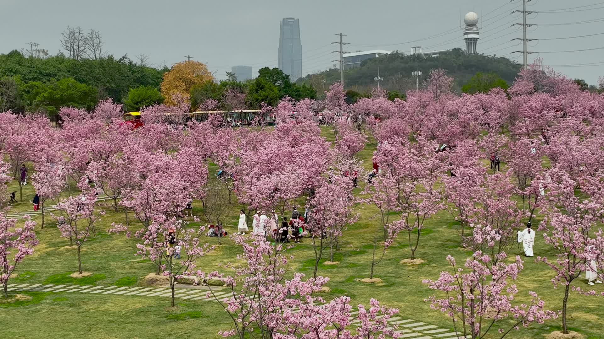 4K航拍青秀山樱花视频的预览图