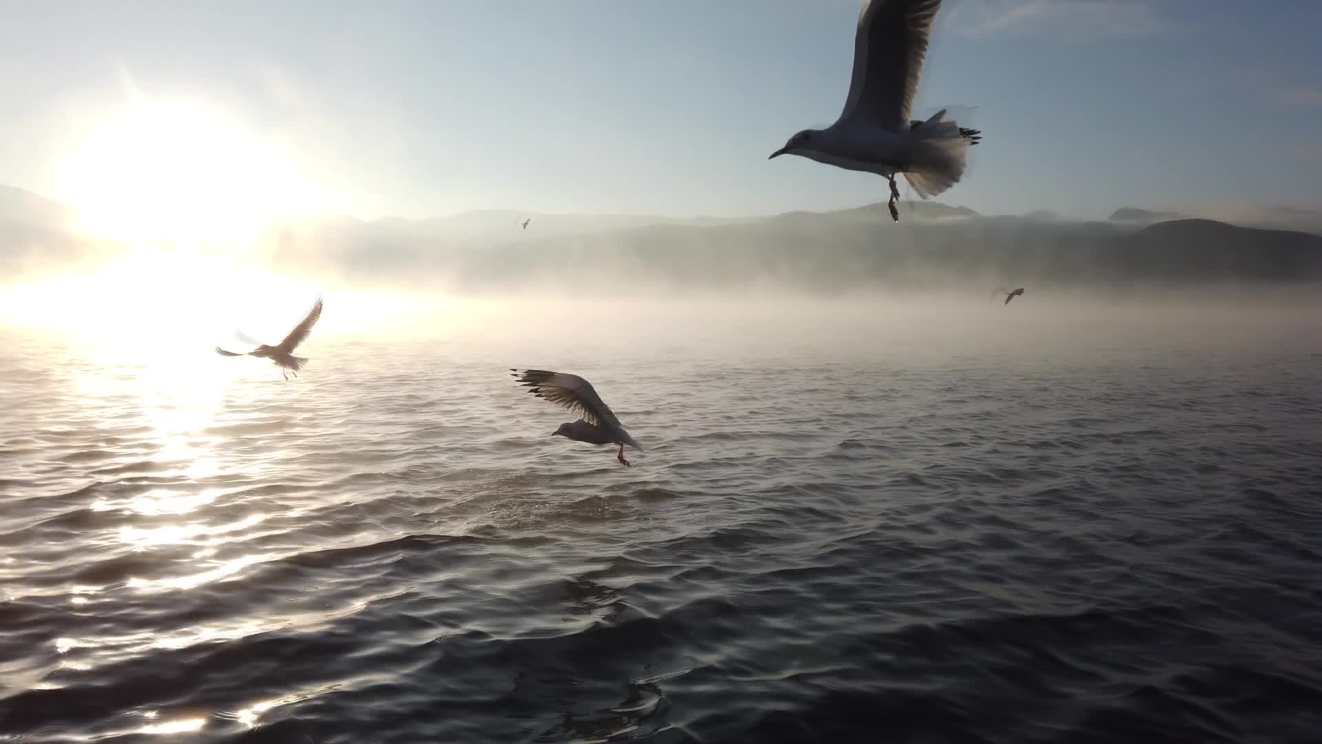 泸沽湖海鸥视频的预览图