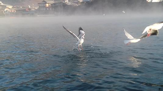 泸沽湖海鸥飞翔升格拍摄视频的预览图