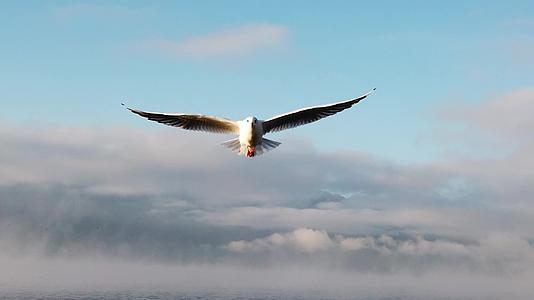 泸沽湖升格海鸥拍摄视频的预览图