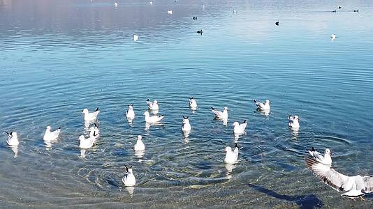 泸沽湖镜面湖海鸥升格慢镜头拍摄视频的预览图