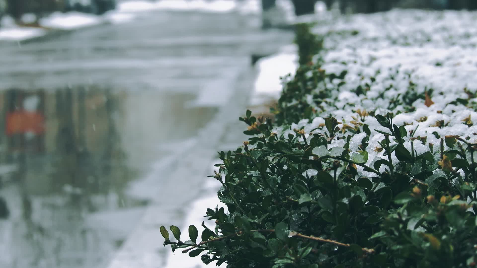 下雪雪花绿化带小区植被雨雪冬天忍冬草视频的预览图