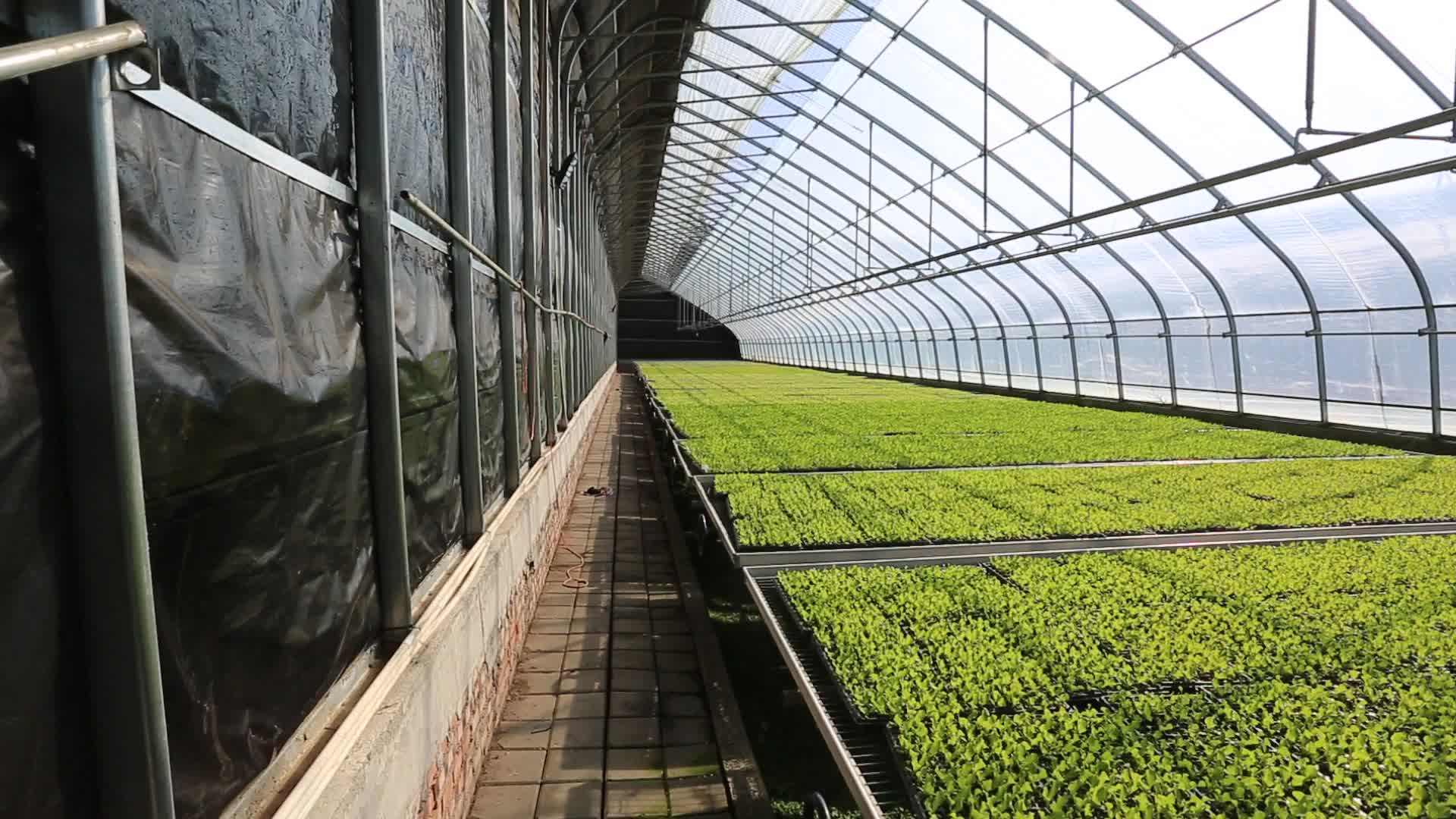 温室大棚水培蔬菜育苗棚视频的预览图
